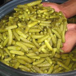 Pickled Gherkins buy on the wholesale