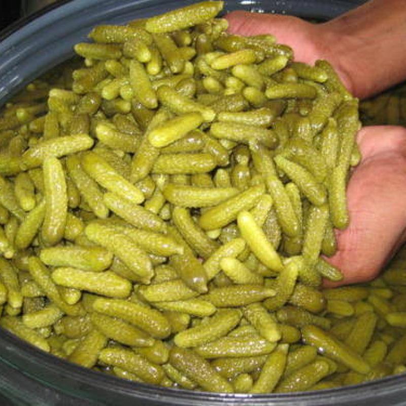 Pickled Gherkins buy wholesale - company Mahalaxmi overseas | India