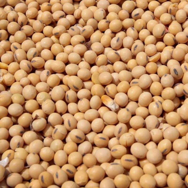 Soybeans buy wholesale - company Ask4zee trading | Nigeria