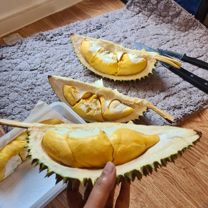 Fresh Durian buy wholesale - company JENGU THAILAND CO, LTD | Thailand