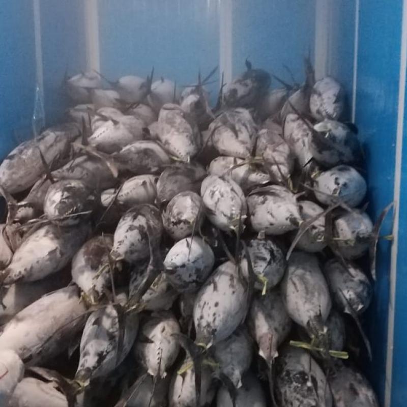 Frozen Tuna buy wholesale - company CV. Graha Bumi Cemerlang | Indonesia