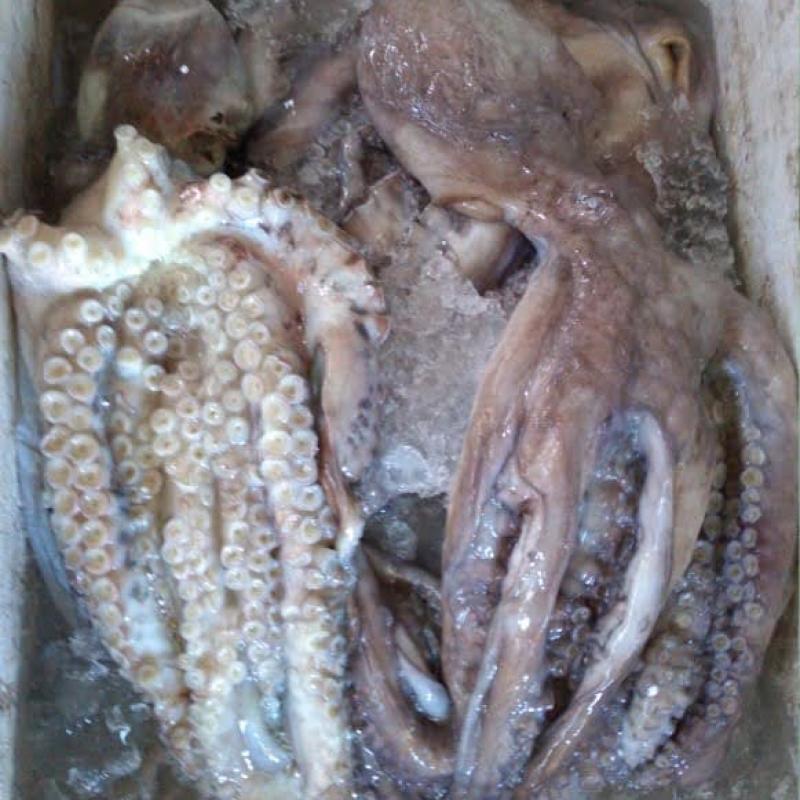 Замороженные осьминоги  купить оптом - компания CV. Graha Bumi Cemerlang | Индонезия