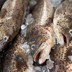 Frozen Humpback Grouper buy on the wholesale
