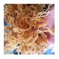 Sea Moss buy on the wholesale