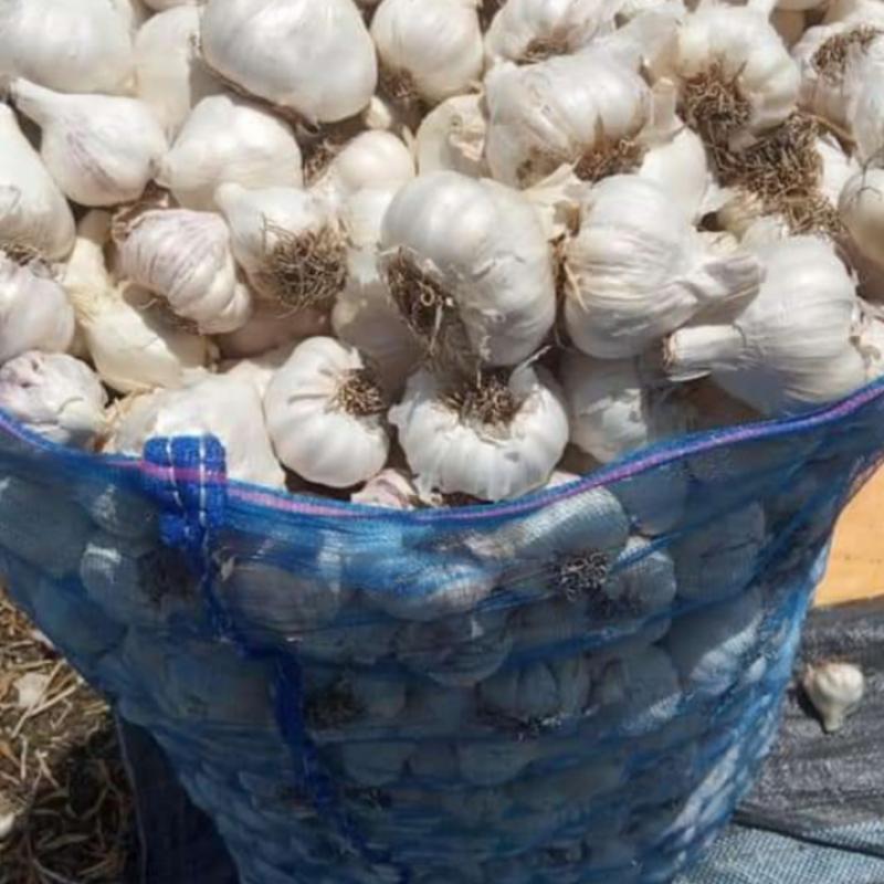Garlic buy wholesale - company Dr. Traders | India