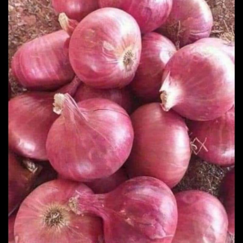 Onions  buy wholesale - company Dr. Traders | India