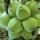 Jackfruit buy wholesale - company PHU MINH Technology Investment and Devel | Vietnam