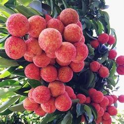 Lychee buy on the wholesale