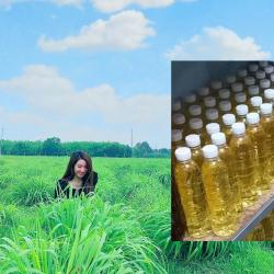 Java Lemongrass Essential Oil buy on the wholesale