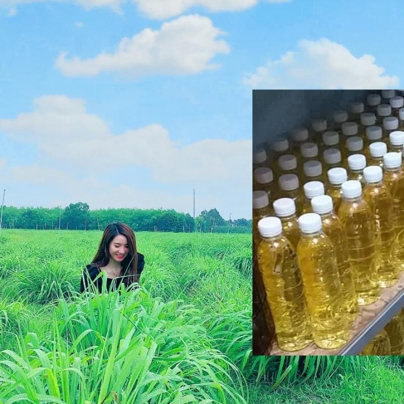 Эфирное масло лемонграсса из Явы купить оптом - компания PHU MINH Technology Investment and Devel | Вьетнам