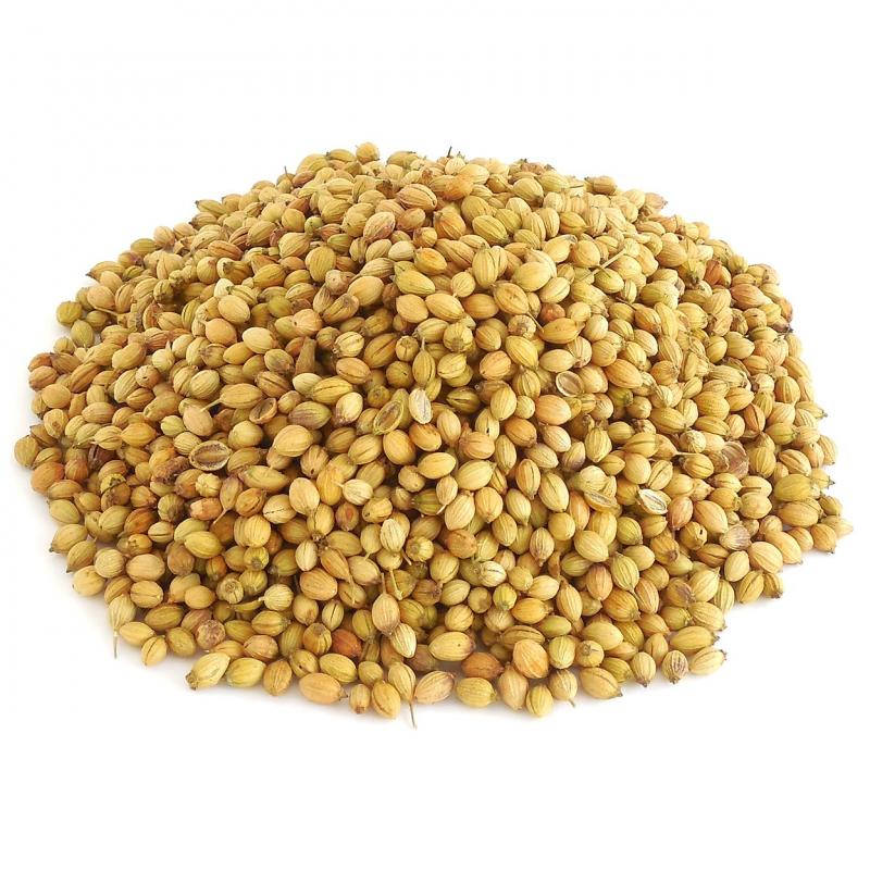 Семена кориандра (кинзы) купить оптом - компания PARMAR EXIM | Индия