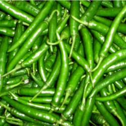 Green Chili Pepper buy on the wholesale