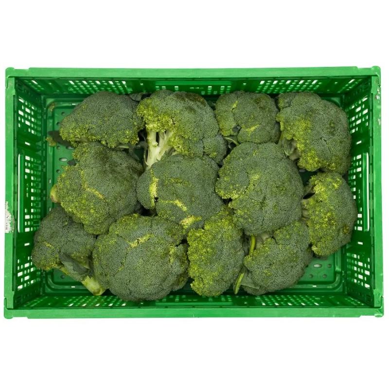 Broccoli buy wholesale - company SIPO Italia | Italy