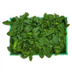 Spinach buy on the wholesale