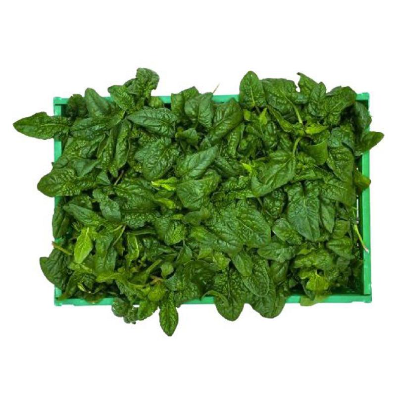 Spinach buy wholesale - company SIPO Italia | Italy