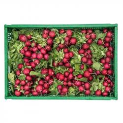 Red Radishes buy on the wholesale