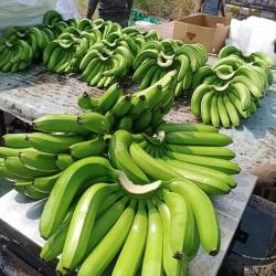Fresh Bananas 