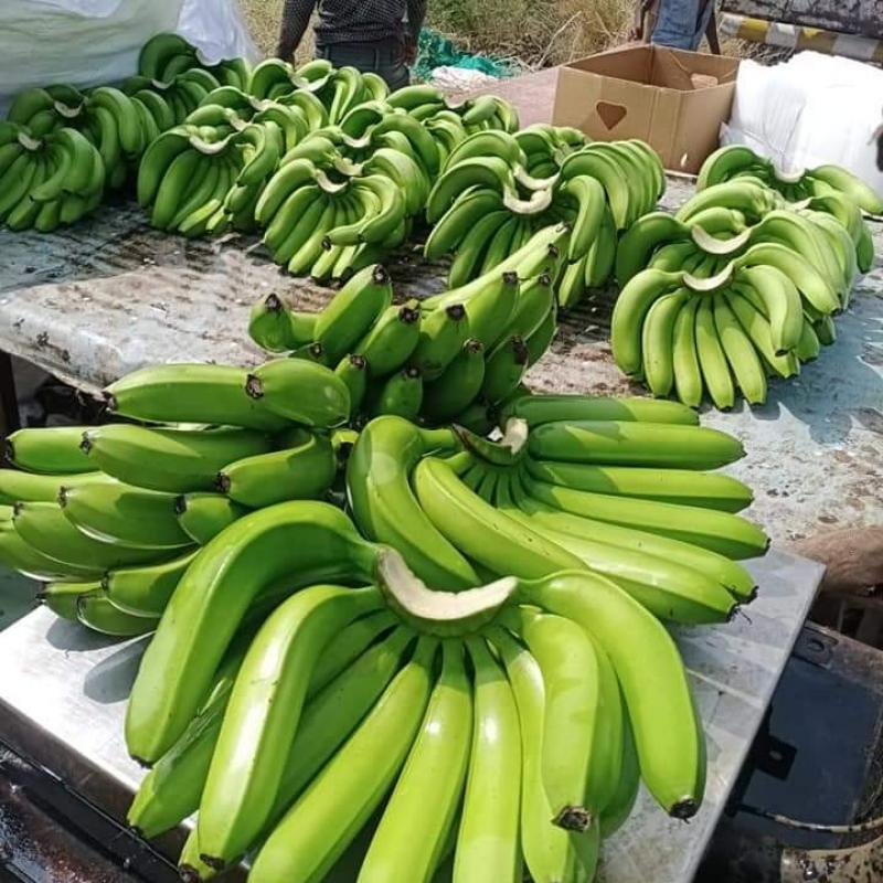 Свежие бананы купить оптом - компания Minhchauimex | Вьетнам