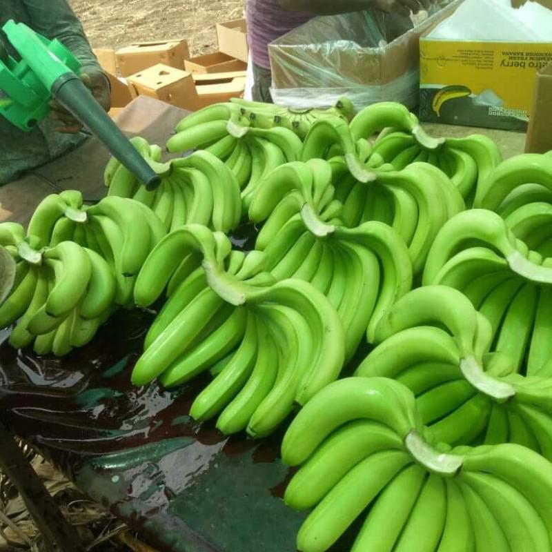 Свежие бананы купить оптом - компания Minhchauimex | Вьетнам