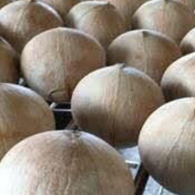 Свежие кокосы купить оптом - компания Minhchauimex | Вьетнам
