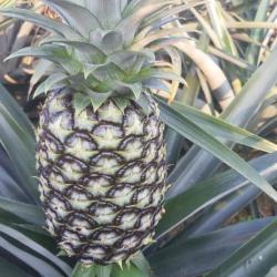 Fresh Pineapples  buy on the wholesale
