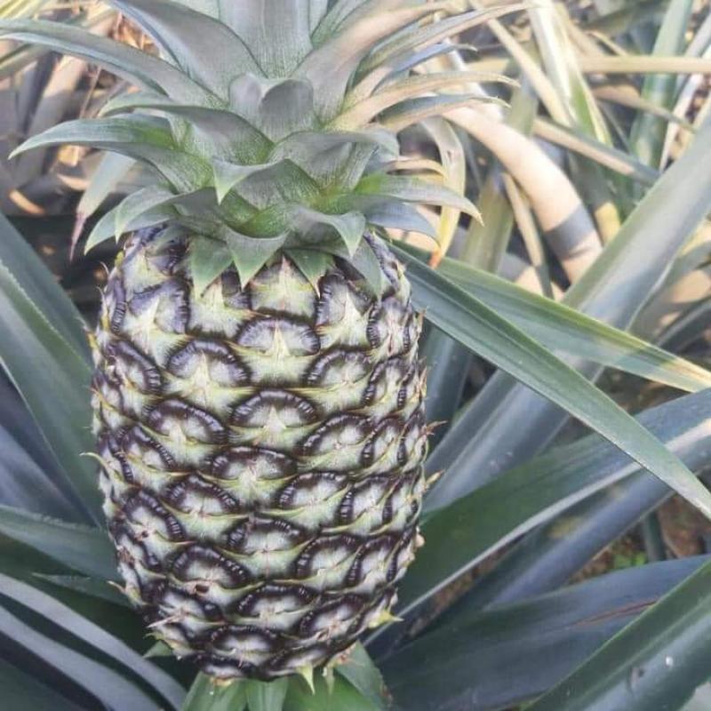 Fresh Pineapples  buy wholesale - company Minhchauimex | Vietnam