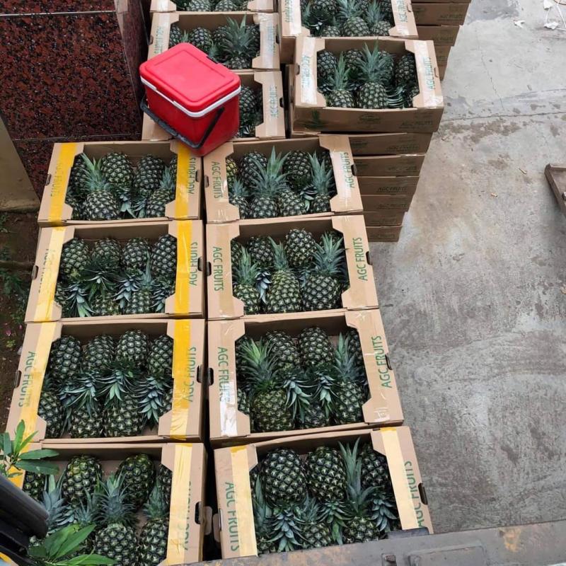 Fresh Pineapples  buy wholesale - company Minhchauimex | Vietnam