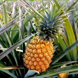 Fresh Pineapples 