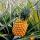 Fresh Pineapples  buy wholesale - company Raidon Ventures India LLP | India