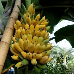 Bananas buy on the wholesale