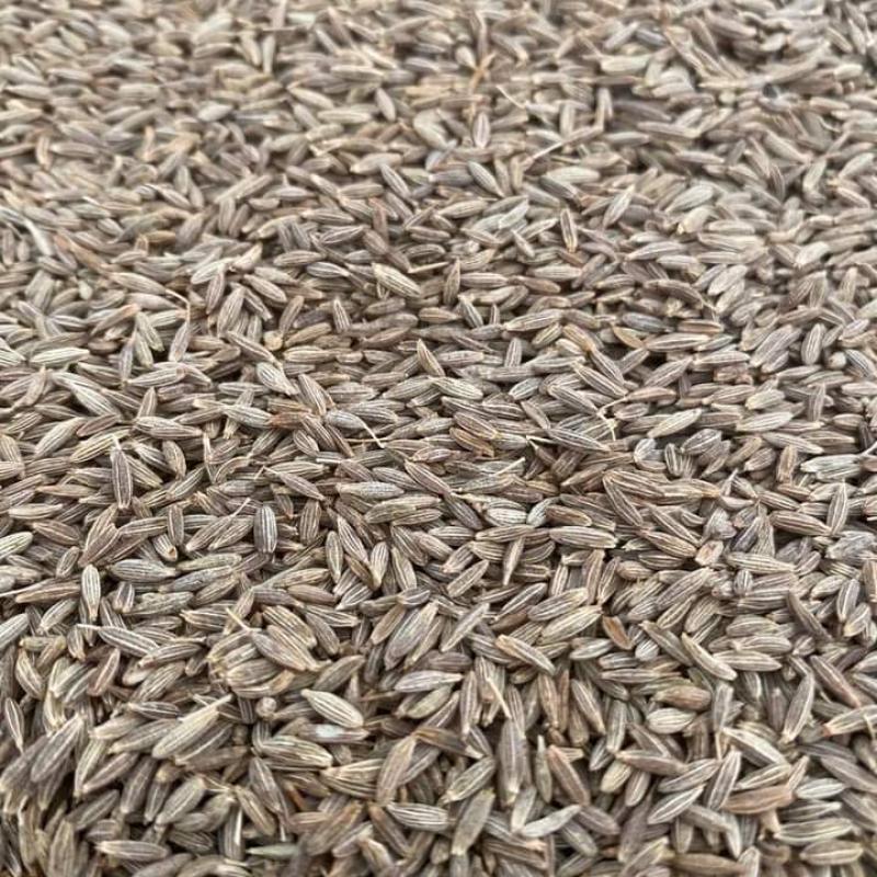 Семена коричневого тмина  купить оптом - компания AGUR Agro Sells Pvt. Ltd. | Индия