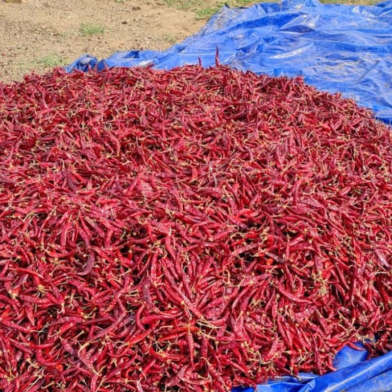 Dried Red Chili Peper buy wholesale - company AGUR Agro Sells Pvt. Ltd. | India