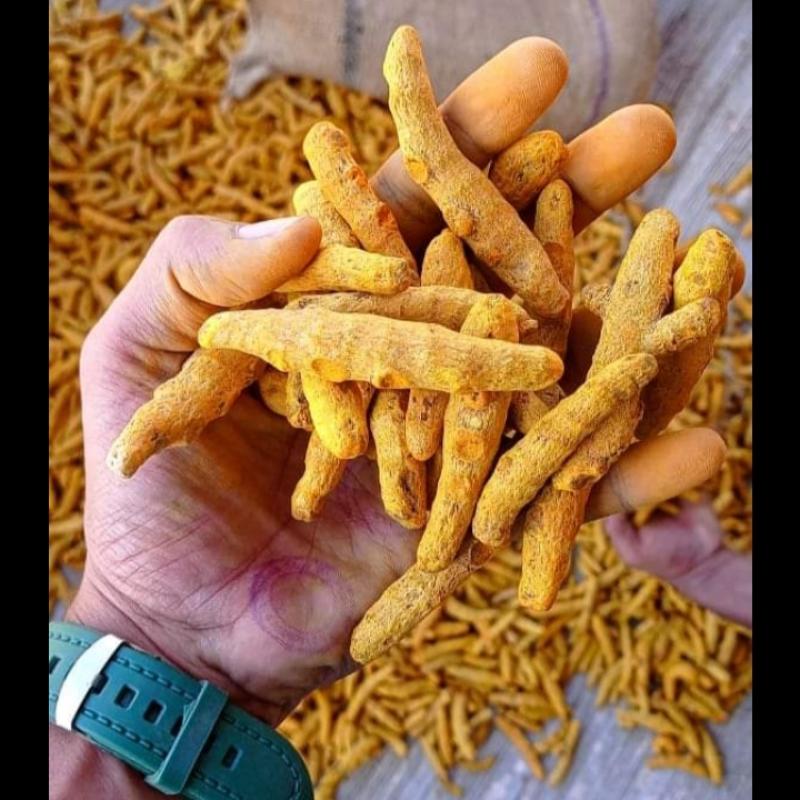 Dried Turmeric Roots buy wholesale - company AGUR Agro Sells Pvt. Ltd. | India