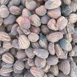 Shea Nuts buy on the wholesale