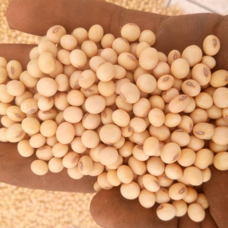 Soybeans  buy wholesale - company Giwaland Com. Ltd | Ghana