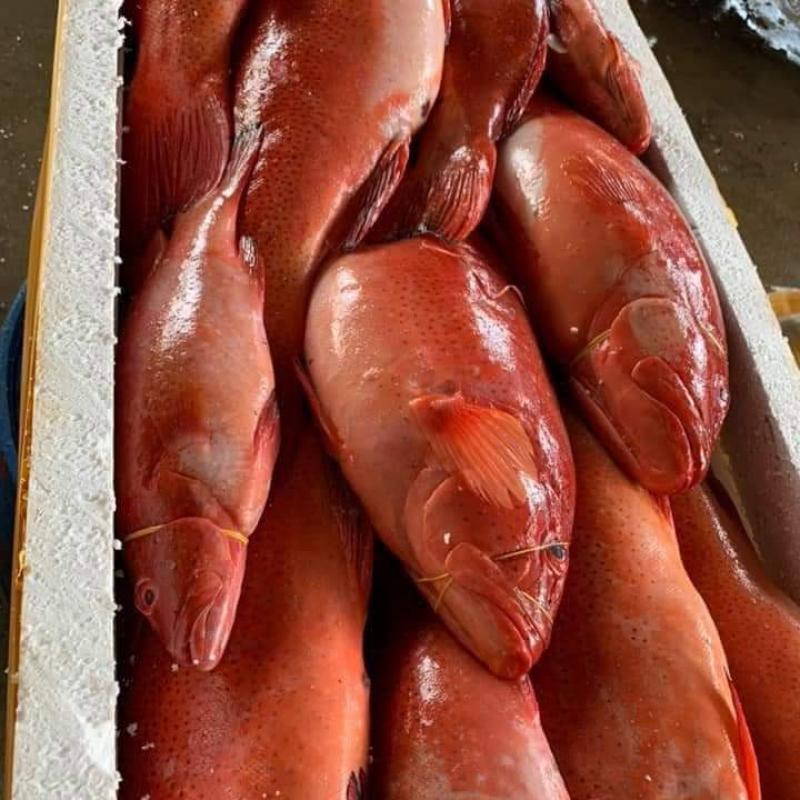 Red Spotted Grouper buy wholesale - company Just United Company Limited | Bangladesh