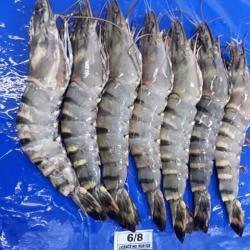 Black tiger shrimp buy on the wholesale