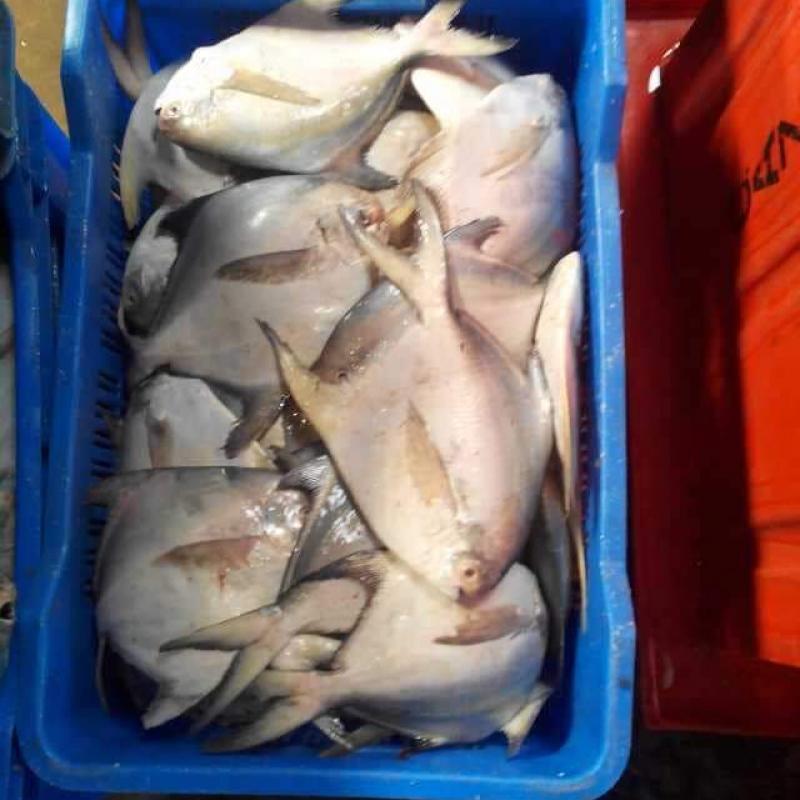 Silver Pomfret buy wholesale - company Just United Company Limited | Bangladesh