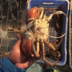 Live Mud Crabs buy on the wholesale