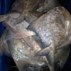 Chinese Pomfret buy on the wholesale