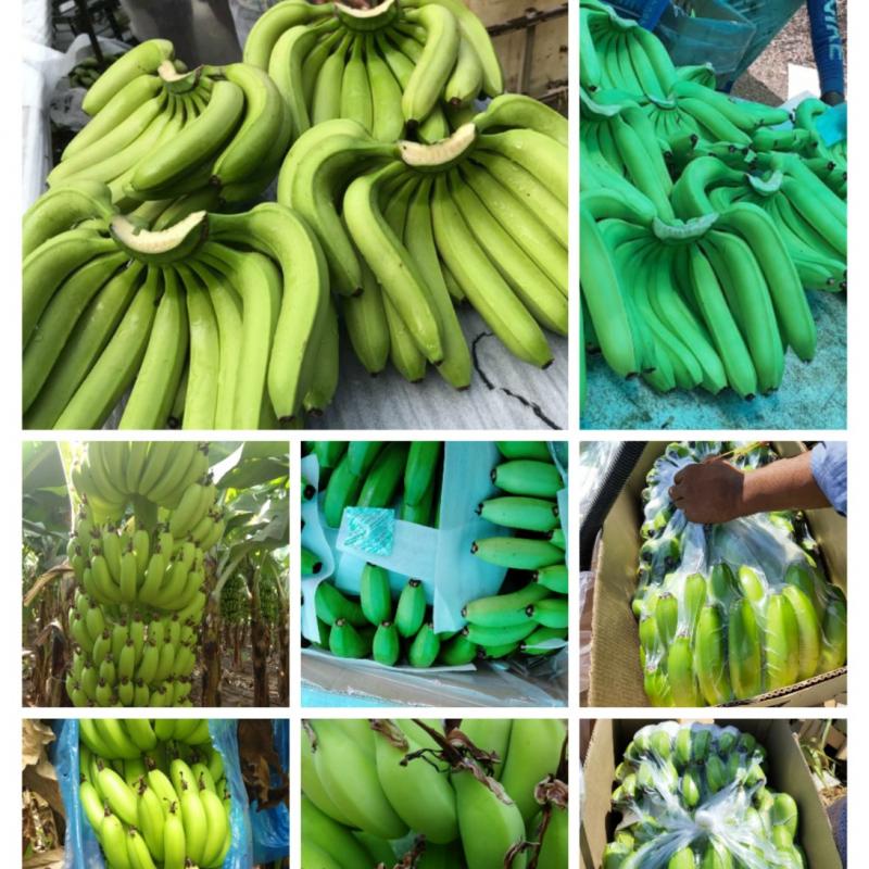 Bananas buy wholesale - company Green Synergy Trading Private Limited | India