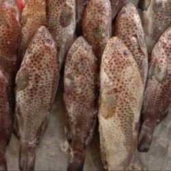 Spotted Grouper buy on the wholesale