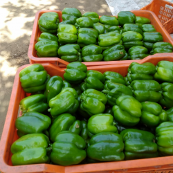Bell Peppers buy on the wholesale