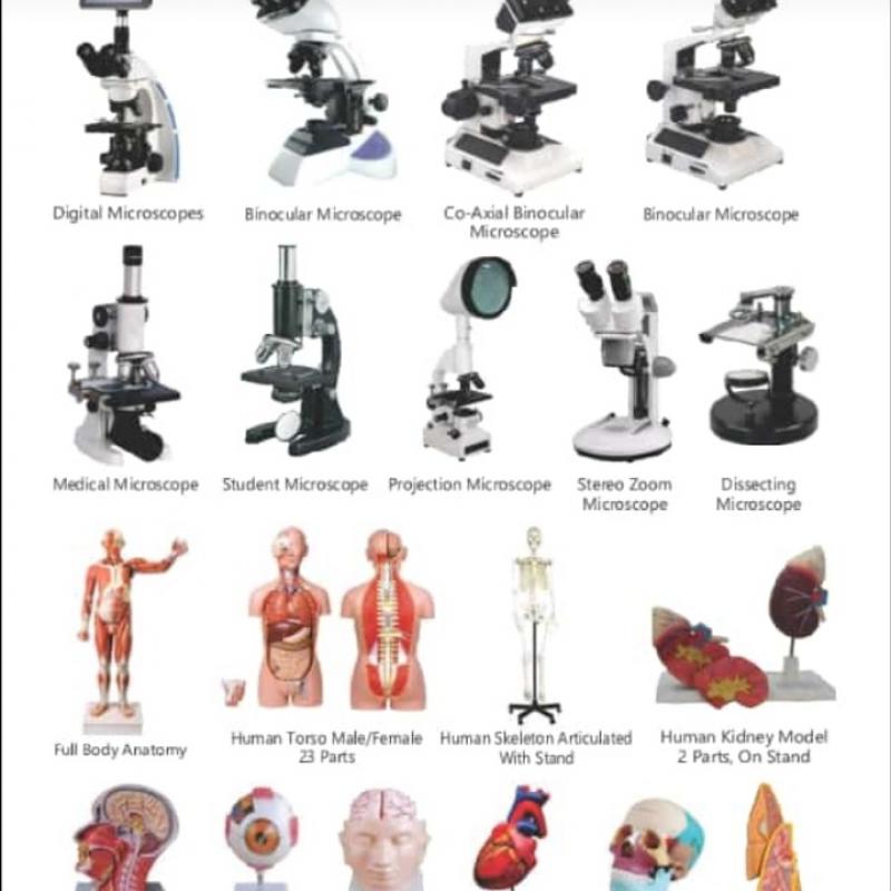Human Anatomical Models buy wholesale - company Manoj Enterprises | India
