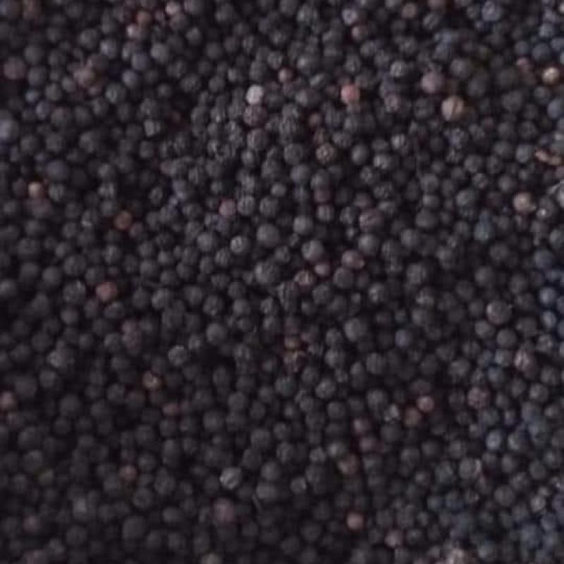 Black Pepper (Sri Lanka) buy wholesale - company Seedevi Spice Exports Lanka (Pvt ) Ltd | Sri Lanka