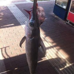 Sword Fish buy on the wholesale