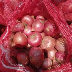Red Onion (Nashik)