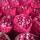 Red Onion (Nashik) buy wholesale - company Oneiric Exim Pvt Ltd | India