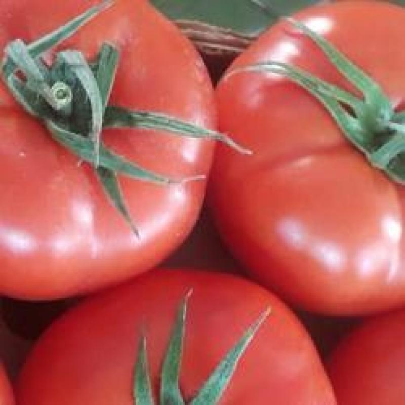 Tomatoes buy wholesale - company Goknur Bio Agriculture and Food Products & Export | Turkey