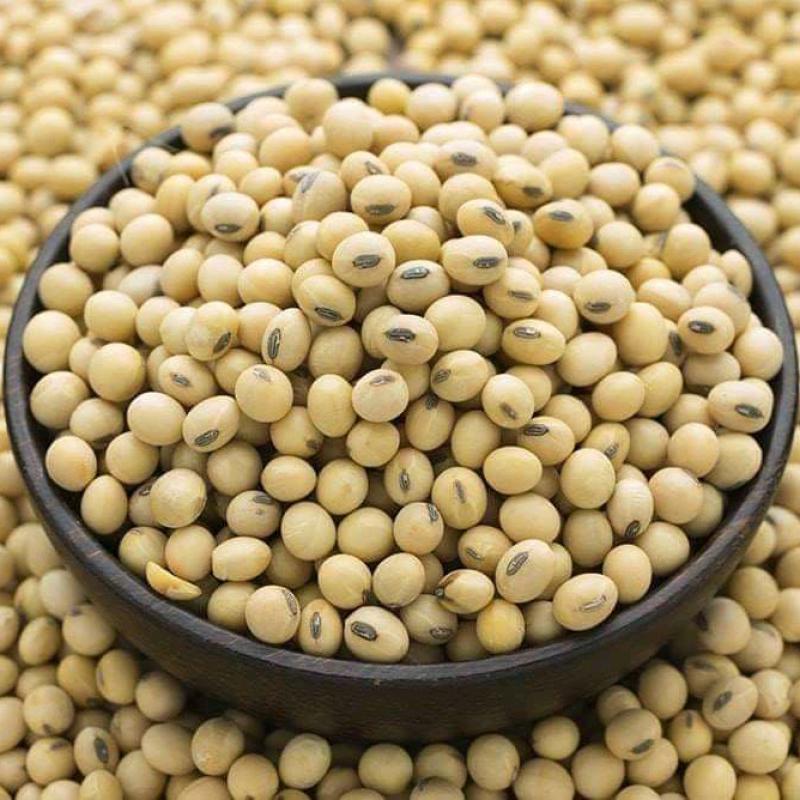Soybeans  buy wholesale - company Sunjulius Global ICT AND AGRICULTURAL PRODUCTS NIGERIA LIMITED | Nigeria